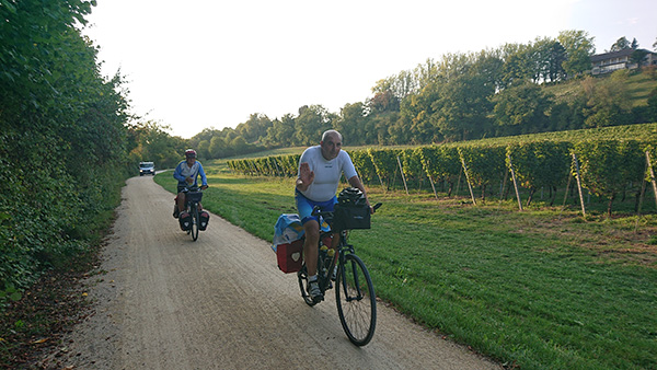 dans les vignes